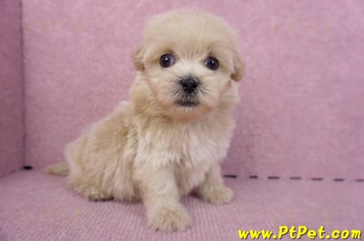 10/13馬爾泰迪公幼犬2號(高雄)4