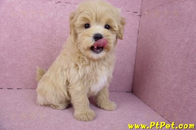 11/23馬爾泰迪公幼犬1號(高雄茂林)7