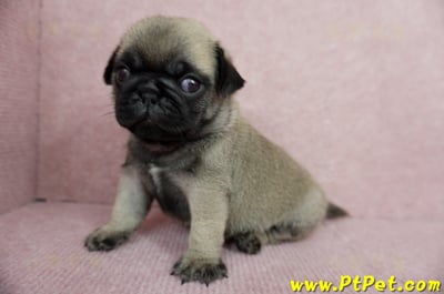 04/02巴哥公幼犬1號(桃園平鎮)7