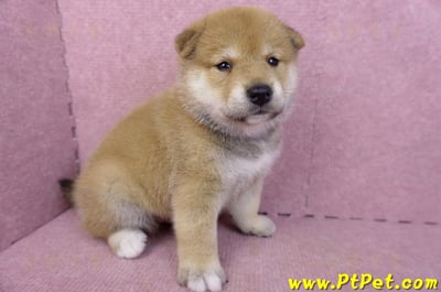 05/07赤色柴犬公幼犬4