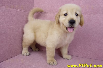 07/18黃金獵犬公幼犬1號(台北內湖)7