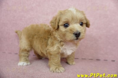 05/05奶油色馬爾泰迪母幼犬2號(高雄楠梓)9