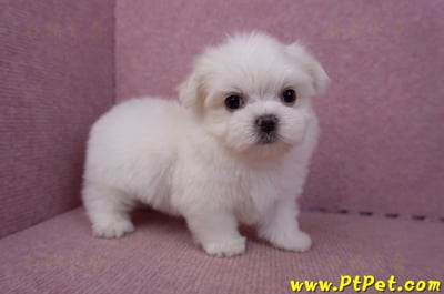 06/26迷你型馬爾濟斯公幼犬1號(台北南港)7