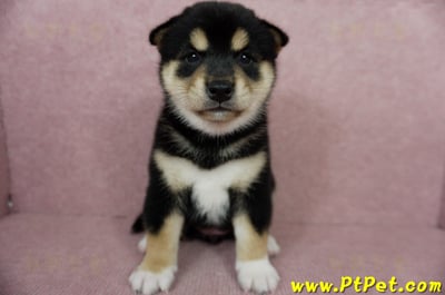 06/04黑色柴犬母幼犬(屏東潮州)2