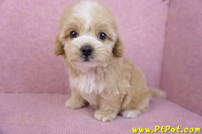 11/02馬爾泰迪母幼犬1號/(高雄小港)9