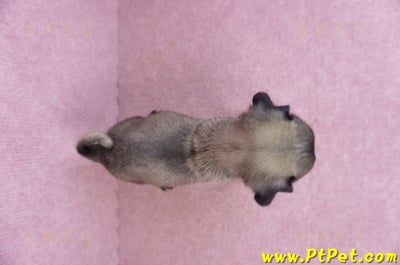 09/08巴哥公幼犬(台南善化)12