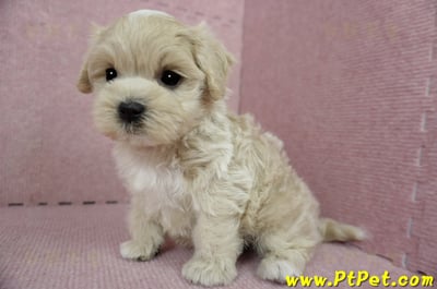 01/15奶油色馬爾泰迪 I 公幼犬(高雄大寮)13