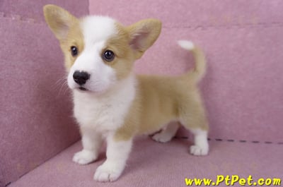 10/13雙色柯基犬公幼犬(台東市)9