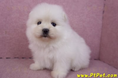 02/10白色松鼠博美母幼犬6