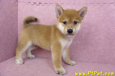 05/20赤色柴犬公幼犬3