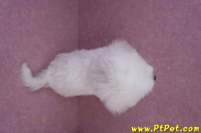 07/22比熊犬母幼犬2號(屏東新園)11