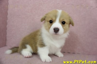 02/09雙色柯基犬母幼犬2號(桃園龍潭)4