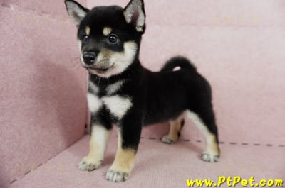 05/14黑色柴犬母幼犬2號(屏東瑪家)8