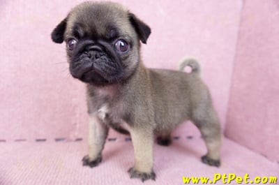 07/09巴哥母幼犬2號(桃園觀音)7