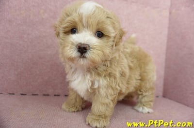 05/05奶油色馬爾泰迪公幼犬(高雄楠梓)10