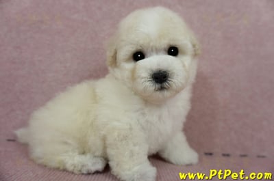 03/11比熊犬公幼犬2號(桃園蘆竹)5