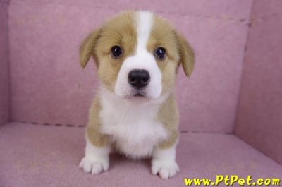 12/15雙色柯基犬母幼犬(桃園大園)1