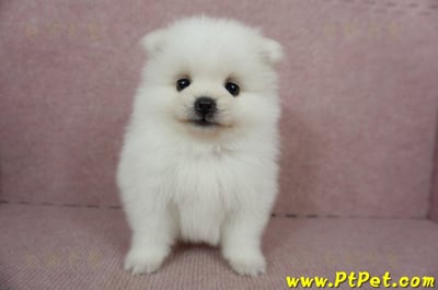 02/11迷你型松鼠白博美公幼犬(桃園市)3