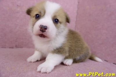 07/09雙色柯基犬公幼犬4