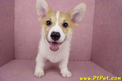 04/28雙色柯基犬公幼犬2號(高雄楠梓)3