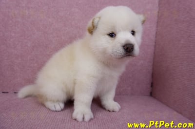 07/22白色柴犬公幼犬2號3