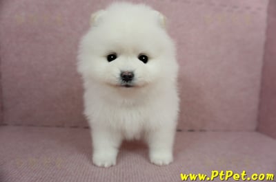 12/27迷你型松鼠白博美母幼犬(高雄三民)2