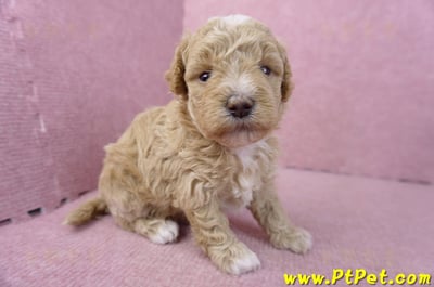 02/18泰迪比熊母幼犬1號3