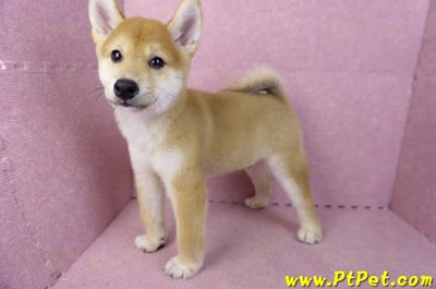 06/09赤色柴犬公幼犬(新北土城)6