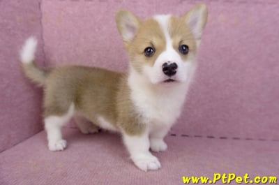 04/16雙色柯基犬母幼犬(桃園市)6