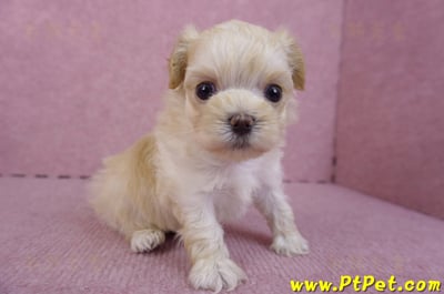 11/02馬爾泰迪 II 公幼犬2號(偏小)(台北信義)5