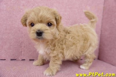 06/15奶油色馬爾泰迪母幼犬(台北內湖)1