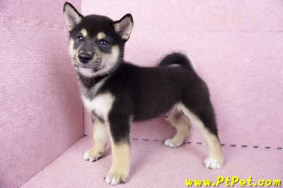 07/05黑色柴犬公幼犬(新北新莊)9