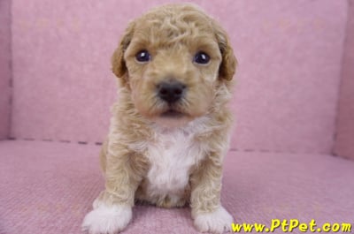 04/01泰迪比熊母幼犬1號1