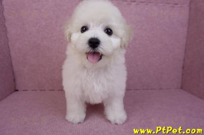 07/22比熊犬母幼犬2號(桃園平鎮)2