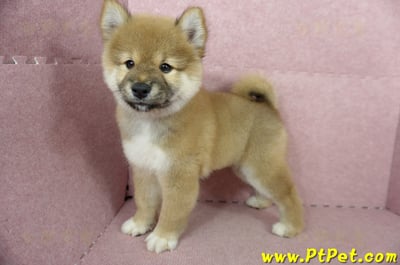 04/29赤色長毛柴犬公幼犬(高雄小港)8