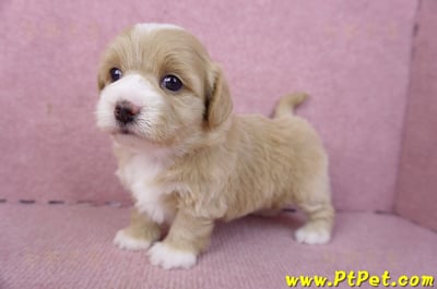 01/30馬爾泰迪公幼犬1號7