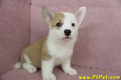 04/14雙色柯基犬母幼犬2號(屏東潮州)4