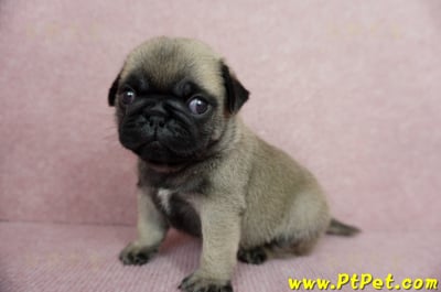 04/02巴哥公幼犬1號(桃園平鎮)6