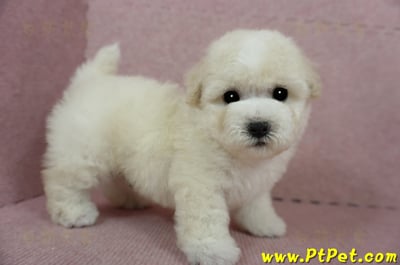 03/11比熊犬公幼犬2號(桃園蘆竹)8