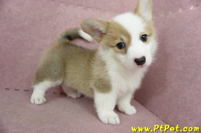 05/09雙色柯基犬母幼犬3號(台北北投)7