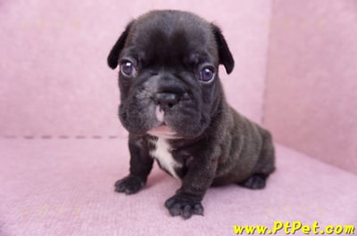 03/21虎斑色法國鬥牛公幼犬7