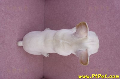 07/25奶油色法國鬥牛母幼犬(ASHTON, MD, USA)11