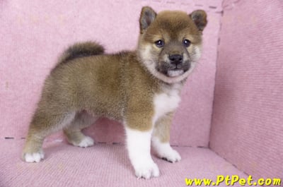 01/11赤色柴犬母幼犬3號(新竹竹北)6