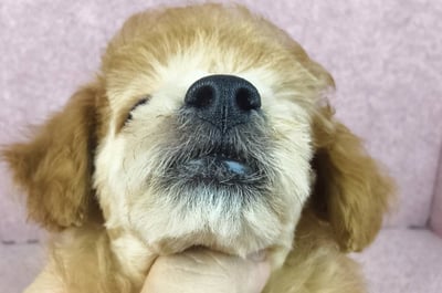 02/11奶油貴賓母幼犬12