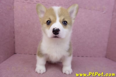 04/16雙色柯基犬母幼犬(桃園市)3