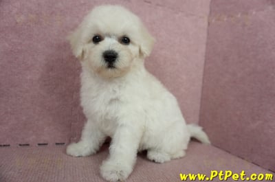 05/20比熊犬母幼犬(桃園楊梅)11