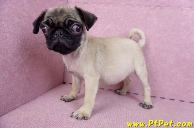 09/08巴哥母幼犬(花蓮玉里)6