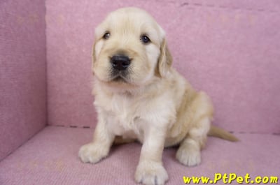 01/10黃金獵犬母幼犬1號(高雄左營)6