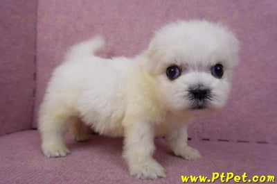 03/20馬爾濟斯公幼犬1號4