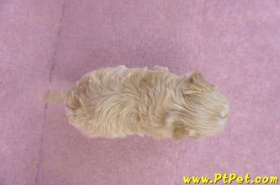 12/10馬爾泰迪母幼犬8